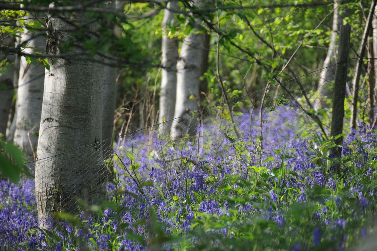 Mallow Glamping Pod Cheltenham Exteriér fotografie